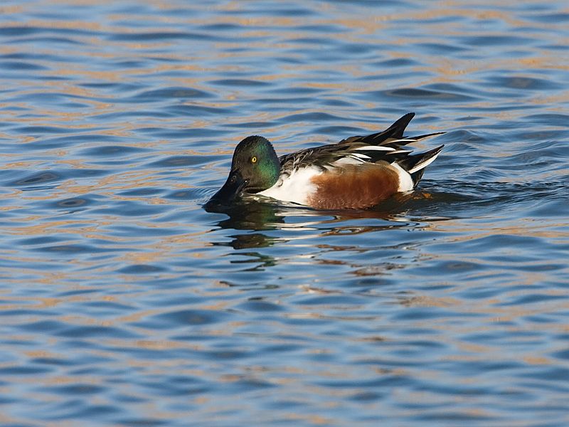 Anas clypeata Northern Shoveler Slobeend